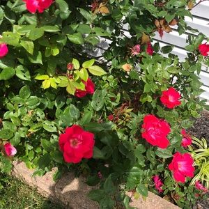 Meet your Posher, Ellen